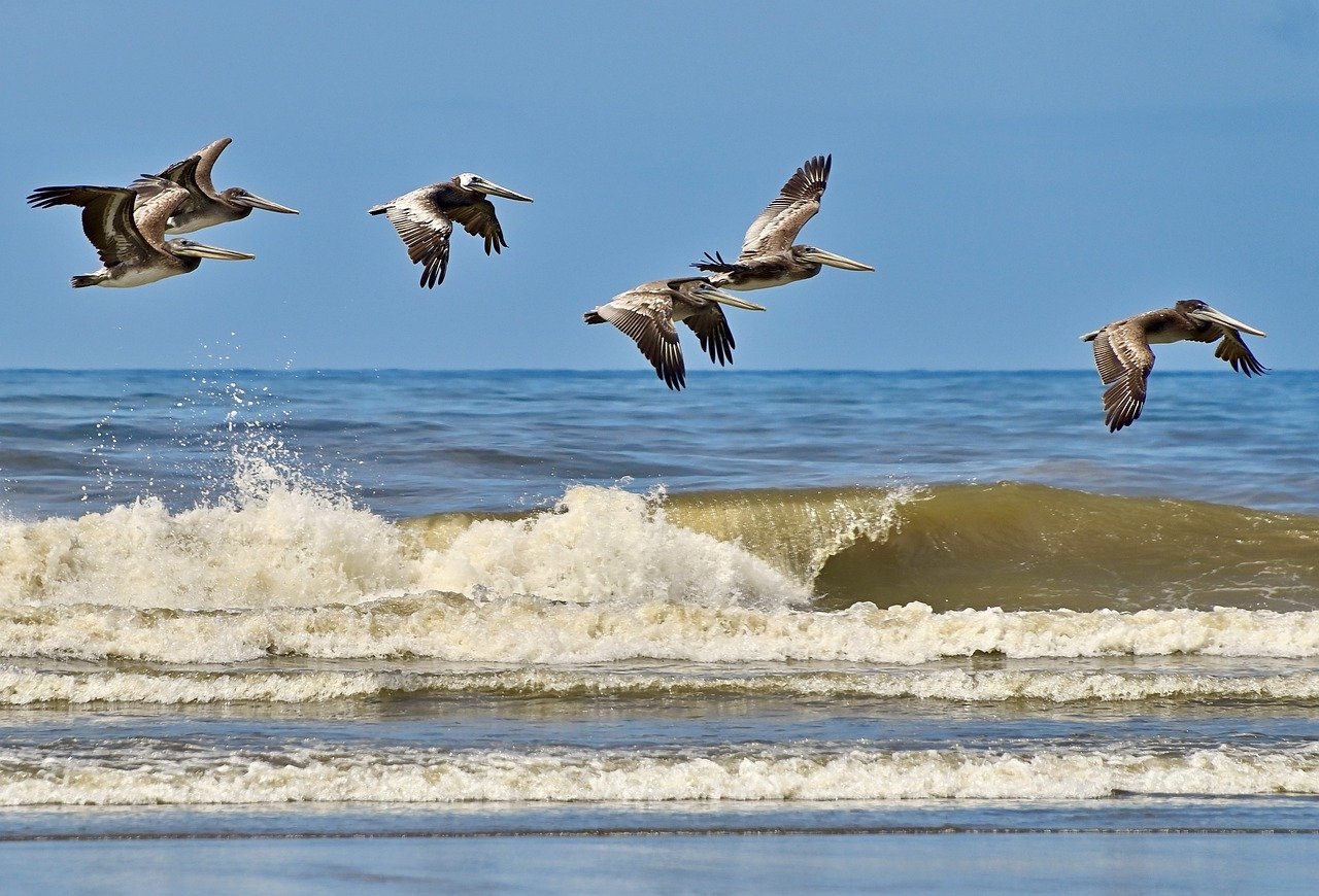 birds-brown-pelicans-nature-8157789 birds, brown pelicans, nature-8157789.jpg